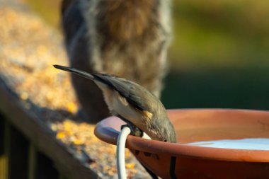 Beyaz göğüslü, gri sırtı ve beyaz yüzlü küçük bir Nuthatch canlı turuncu bir kuş banyosundan su içmek için eğiliyor. Aktif arka bahçe kuş yaşamı.