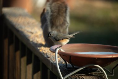Yumuşak gri tüylü çekici bir Titmouse ve kuş banyosunun kenarındaki paslı bir yama. Tatlı arka bahçe vahşi yaşam anı.
