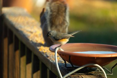 Yumuşak gri tüylü çekici bir Titmouse ve kuş banyosunun kenarındaki paslı bir yama. Tatlı arka bahçe vahşi yaşam anı.