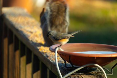 Yumuşak gri tüylü çekici bir Titmouse ve kuş banyosunun kenarındaki paslı bir yama. Tatlı arka bahçe vahşi yaşam anı.