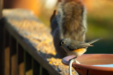 Yumuşak gri tüylü çekici bir Titmouse ve kuş banyosunun kenarındaki paslı bir yama. Tatlı arka bahçe vahşi yaşam anı.