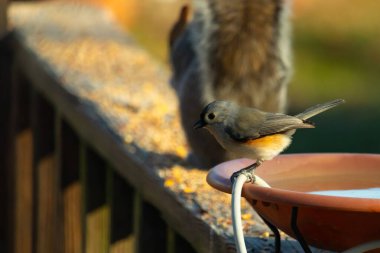Yumuşak gri tüylü çekici bir Titmouse ve kuş banyosunun kenarındaki paslı bir yama. Tatlı arka bahçe vahşi yaşam anı.