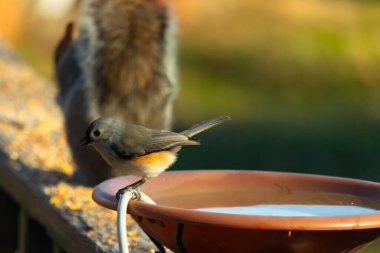 Yumuşak gri tüylü çekici bir Titmouse ve kuş banyosunun kenarındaki paslı bir yama. Tatlı arka bahçe vahşi yaşam anı.