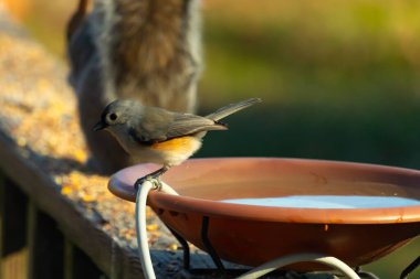 Yumuşak gri tüylü çekici bir Titmouse ve kuş banyosunun kenarındaki paslı bir yama. Tatlı arka bahçe vahşi yaşam anı.