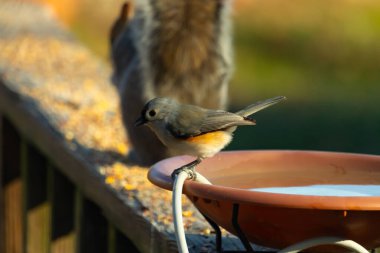 Yumuşak gri tüylü çekici bir Titmouse ve kuş banyosunun kenarındaki paslı bir yama. Tatlı arka bahçe vahşi yaşam anı.