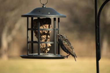 Yanardöner, benekli tüylü, kuş yemliğine uzanan renkli bir Avrupa Sığırcığı. Parlak arka bahçe kuşlarının portresi.