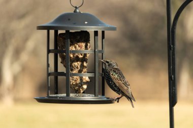 Yanardöner, benekli tüylü, kuş yemliğine uzanan renkli bir Avrupa Sığırcığı. Parlak arka bahçe kuşlarının portresi.
