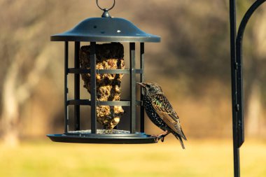 Yanardöner, benekli tüylü, kuş yemliğine uzanan renkli bir Avrupa Sığırcığı. Parlak arka bahçe kuşlarının portresi.