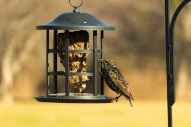 Yanardöner, benekli tüylü, kuş yemliğine uzanan renkli bir Avrupa Sığırcığı. Parlak arka bahçe kuşlarının portresi.
