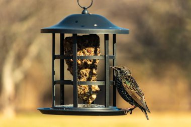 Yanardöner, benekli tüylü, kuş yemliğine uzanan renkli bir Avrupa Sığırcığı. Parlak arka bahçe kuşlarının portresi.