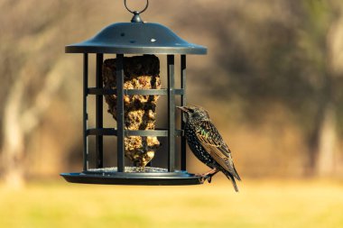 Yanardöner, benekli tüylü, kuş yemliğine uzanan renkli bir Avrupa Sığırcığı. Parlak arka bahçe kuşlarının portresi.