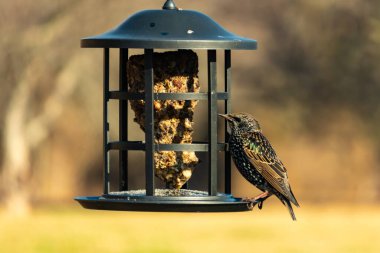 Yanardöner, benekli tüylü, kuş yemliğine uzanan renkli bir Avrupa Sığırcığı. Parlak arka bahçe kuşlarının portresi.