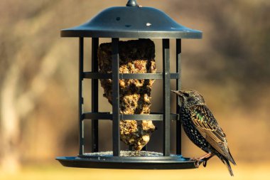 Yanardöner, benekli tüylü, kuş yemliğine uzanan renkli bir Avrupa Sığırcığı. Parlak arka bahçe kuşlarının portresi.