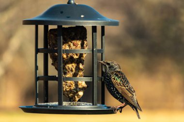 Yanardöner, benekli tüylü, kuş yemliğine uzanan renkli bir Avrupa Sığırcığı. Parlak arka bahçe kuşlarının portresi.