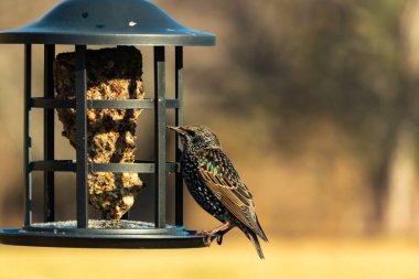 Yanardöner, benekli tüylü, kuş yemliğine uzanan renkli bir Avrupa Sığırcığı. Parlak arka bahçe kuşlarının portresi.