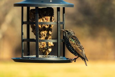 Yanardöner, benekli tüylü, kuş yemliğine uzanan renkli bir Avrupa Sığırcığı. Parlak arka bahçe kuşlarının portresi.