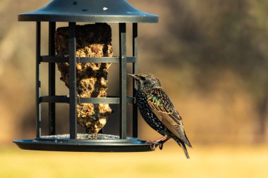 Yanardöner, benekli tüylü, kuş yemliğine uzanan renkli bir Avrupa Sığırcığı. Parlak arka bahçe kuşlarının portresi.