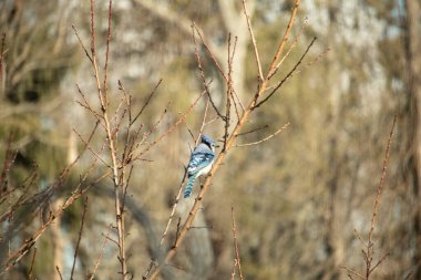 Yumuşak, bulanık bir arka planda narin, çıplak dallara tünemiş canlı mavi karga. Parlak bir renk serpintisi, doğal, kış manzarası. Vahşi yaşam.