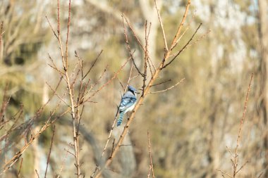 Yumuşak, bulanık bir arka planda narin, çıplak dallara tünemiş canlı mavi karga. Parlak bir renk serpintisi, doğal, kış manzarası. Vahşi yaşam.