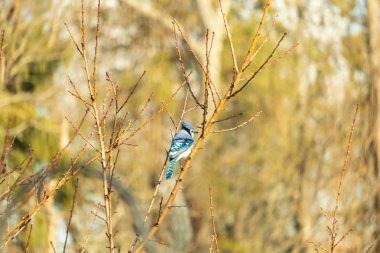 Yumuşak, bulanık bir arka planda narin, çıplak dallara tünemiş canlı mavi karga. Parlak bir renk serpintisi, doğal, kış manzarası. Vahşi yaşam.