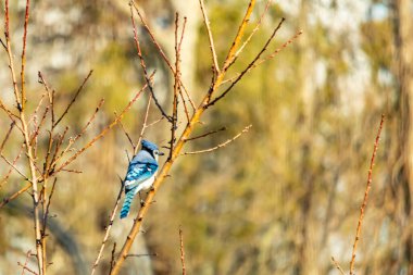 Yumuşak, bulanık bir arka planda narin, çıplak dallara tünemiş canlı mavi karga. Parlak bir renk serpintisi, doğal, kış manzarası. Vahşi yaşam.