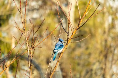 Yumuşak, bulanık bir arka planda narin, çıplak dallara tünemiş canlı mavi karga. Parlak bir renk serpintisi, doğal, kış manzarası. Vahşi yaşam.