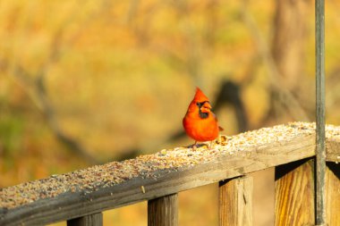 Canlı kırmızı bir erkek, Kuzey Kardinal 'i. Tepeli bir kafasıyla, kuş yemi kaplı ahşap korkulukların üzerinde duruyor. Parlak ve neşeli arka bahçe vahşi yaşam.