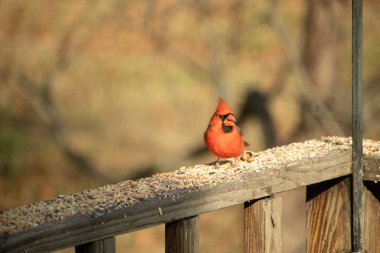 Canlı kırmızı bir erkek, Kuzey Kardinal 'i. Tepeli bir kafasıyla, kuş yemi kaplı ahşap korkulukların üzerinde duruyor. Parlak ve neşeli arka bahçe vahşi yaşam.