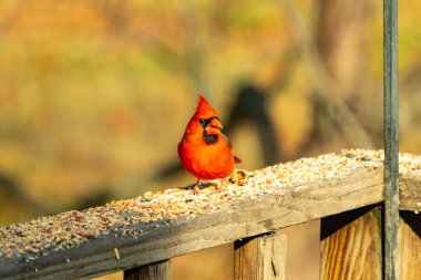 Canlı kırmızı bir erkek, Kuzey Kardinal 'i. Tepeli bir kafasıyla, kuş yemi kaplı ahşap korkulukların üzerinde duruyor. Parlak ve neşeli arka bahçe vahşi yaşam.