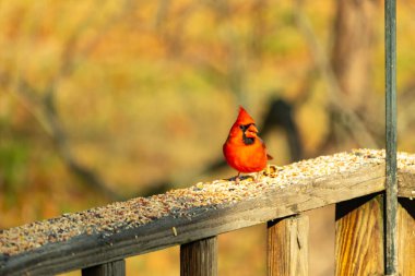 Canlı kırmızı bir erkek, Kuzey Kardinal 'i. Tepeli bir kafasıyla, kuş yemi kaplı ahşap korkulukların üzerinde duruyor. Parlak ve neşeli arka bahçe vahşi yaşam.