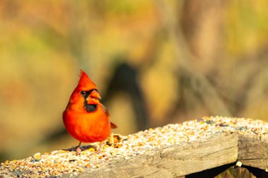 Canlı kırmızı bir erkek, Kuzey Kardinal 'i. Tepeli bir kafasıyla, kuş yemi kaplı ahşap korkulukların üzerinde duruyor. Parlak ve neşeli arka bahçe vahşi yaşam.