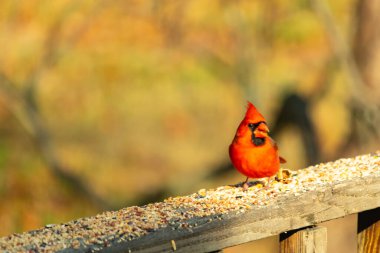Canlı kırmızı bir erkek, Kuzey Kardinal 'i. Tepeli bir kafasıyla, kuş yemi kaplı ahşap korkulukların üzerinde duruyor. Parlak ve neşeli arka bahçe vahşi yaşam.