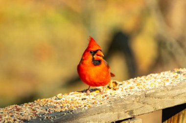Canlı kırmızı bir erkek, Kuzey Kardinal 'i. Tepeli bir kafasıyla, kuş yemi kaplı ahşap korkulukların üzerinde duruyor. Parlak ve neşeli arka bahçe vahşi yaşam.