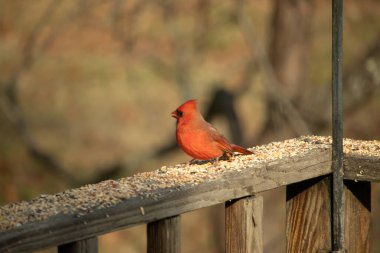 Canlı kırmızı bir erkek, Kuzey Kardinal 'i. Tepeli bir kafasıyla, kuş yemi kaplı ahşap korkulukların üzerinde duruyor. Parlak ve neşeli arka bahçe vahşi yaşam.