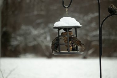 Benekli Avrupalı sığırcıklar kışın açık havada takılan karla kaplı bir kuş yemliğinde toplanıp besleniyorlar. Aktif arka bahçe vahşi yaşam sahnesi.