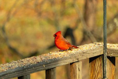 Canlı kırmızı bir erkek, Kuzey Kardinal 'i. Tepeli bir kafasıyla, kuş yemi kaplı ahşap korkulukların üzerinde duruyor. Parlak ve neşeli arka bahçe vahşi yaşam.