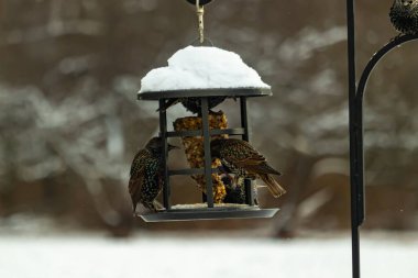 Benekli Avrupalı sığırcıklar kışın açık havada takılan karla kaplı bir kuş yemliğinde toplanıp besleniyorlar. Aktif arka bahçe vahşi yaşam sahnesi.