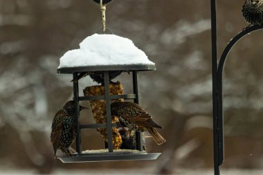 Benekli Avrupalı sığırcıklar kışın açık havada takılan karla kaplı bir kuş yemliğinde toplanıp besleniyorlar. Aktif arka bahçe vahşi yaşam sahnesi.