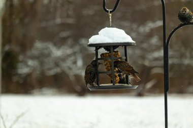 Benekli Avrupalı sığırcıklar kışın açık havada takılan karla kaplı bir kuş yemliğinde toplanıp besleniyorlar. Aktif arka bahçe vahşi yaşam sahnesi.