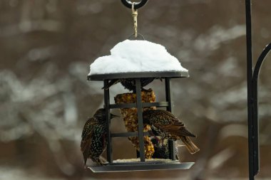 Benekli Avrupalı sığırcıklar kışın açık havada takılan karla kaplı bir kuş yemliğinde toplanıp besleniyorlar. Aktif arka bahçe vahşi yaşam sahnesi.