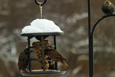 Benekli Avrupalı sığırcıklar kışın açık havada takılan karla kaplı bir kuş yemliğinde toplanıp besleniyorlar. Aktif arka bahçe vahşi yaşam sahnesi.