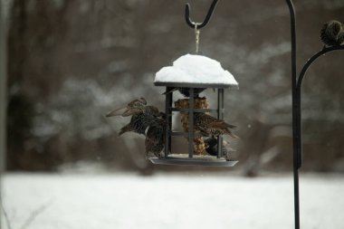 Bir grup sığırcık bir kuş yemliğinin etrafında toplanıyor, benekli tüyleri yumuşak ve bulanık bir arka planda detaylandırılmış. Doğada bir toplumsal beslenme anı.