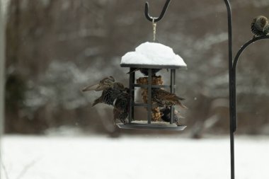 Bir grup sığırcık bir kuş yemliğinin etrafında toplanıyor, benekli tüyleri yumuşak ve bulanık bir arka planda detaylandırılmış. Doğada bir toplumsal beslenme anı.
