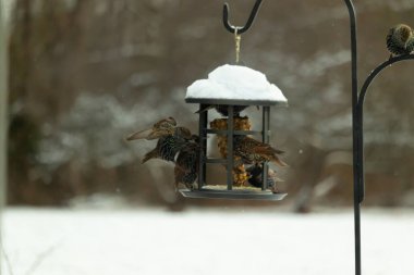 Bir grup sığırcık bir kuş yemliğinin etrafında toplanıyor, benekli tüyleri yumuşak ve bulanık bir arka planda detaylandırılmış. Doğada bir toplumsal beslenme anı.