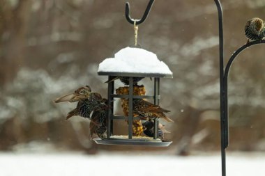 Bir grup sığırcık bir kuş yemliğinin etrafında toplanıyor, benekli tüyleri yumuşak ve bulanık bir arka planda detaylandırılmış. Doğada bir toplumsal beslenme anı.