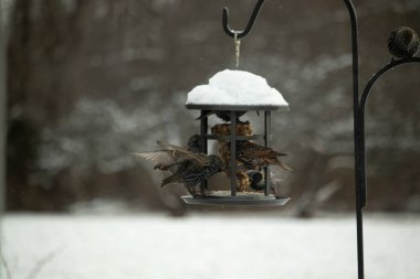 Bir grup sığırcık bir kuş yemliğinin etrafında toplanıyor, benekli tüyleri yumuşak ve bulanık bir arka planda detaylandırılmış. Doğada bir toplumsal beslenme anı.