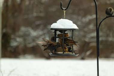 Bir grup sığırcık bir kuş yemliğinin etrafında toplanıyor, benekli tüyleri yumuşak ve bulanık bir arka planda detaylandırılmış. Doğada bir toplumsal beslenme anı.