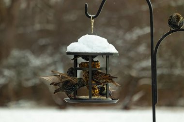 Bir grup sığırcık bir kuş yemliğinin etrafında toplanıyor, benekli tüyleri yumuşak ve bulanık bir arka planda detaylandırılmış. Doğada bir toplumsal beslenme anı.
