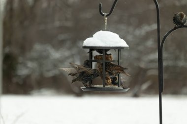 Bir grup sığırcık bir kuş yemliğinin etrafında toplanıyor, benekli tüyleri yumuşak ve bulanık bir arka planda detaylandırılmış. Doğada bir toplumsal beslenme anı.