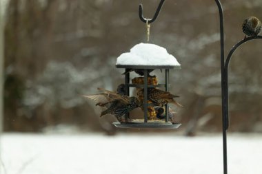 Bir grup sığırcık bir kuş yemliğinin etrafında toplanıyor, benekli tüyleri yumuşak ve bulanık bir arka planda detaylandırılmış. Doğada bir toplumsal beslenme anı.
